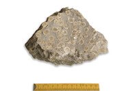 F 00027
          <br/>
          
          <br/>
          <em></em>